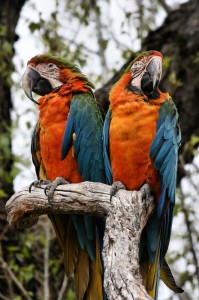 parrot couple