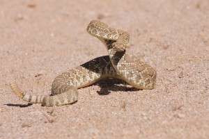 rattlesnake