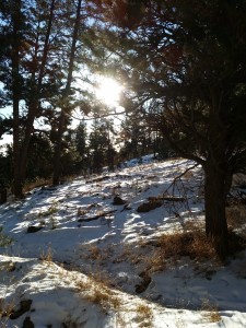 Sun Shining Through the Trees