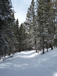 Snowy Trail